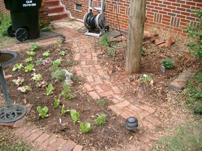 My herb garden, ready to be mulched.